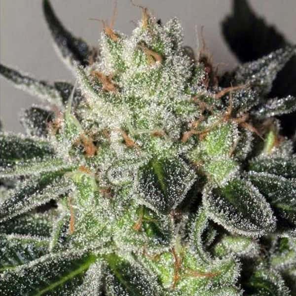 Mimosa Cookies Samen > Mamiko Seeds | Feminisierte Hanfsamen  |  Hybrid